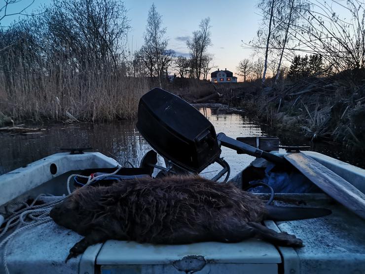 lyckad bäverjakt